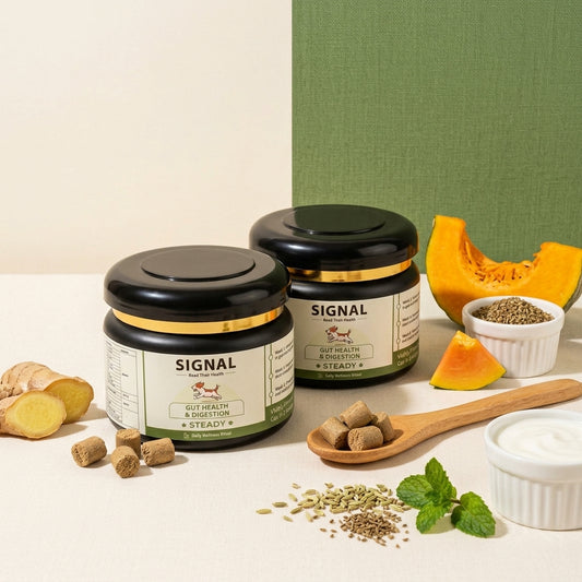 Steady: Gut Health & Digestion