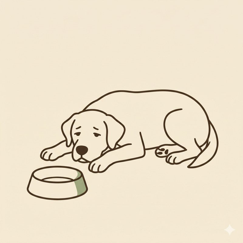 A dog with discomfort after meals